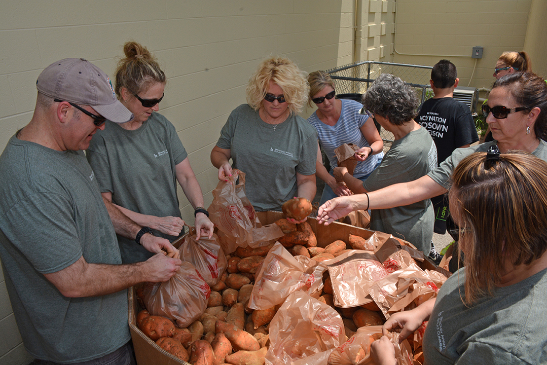 None of us had ever seen such big sweet potatoes! Pictured: from left to right, Peter Sales, Erika Uhrlass, Louanne Staff, Deborah Longbotham, Judy Hoskins, Suzanne Stephens, Sarah Blish